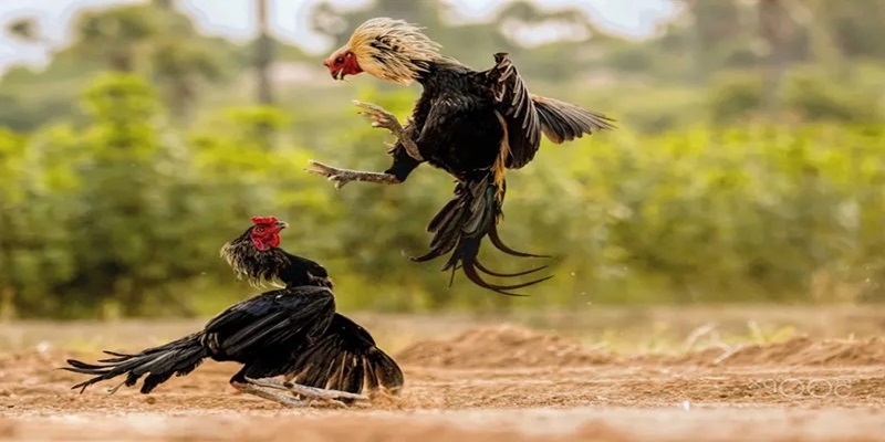 Ưu điểm khi trải nghiệm chuyên mục đá gà ko66