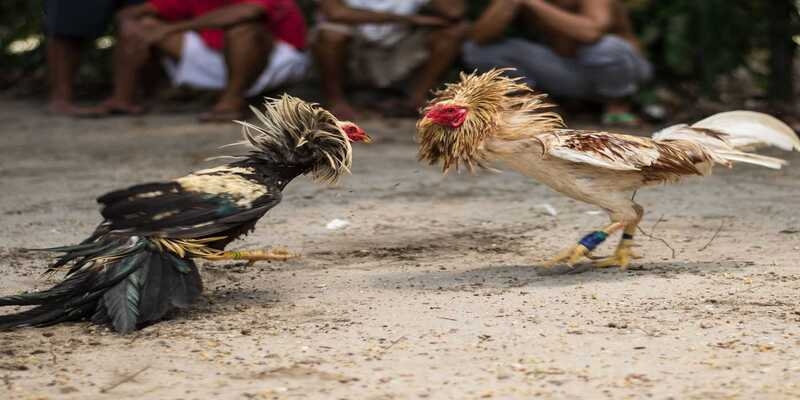 Nên nghiên cứu thông tin cả 2 con gà tham gia thi đấu