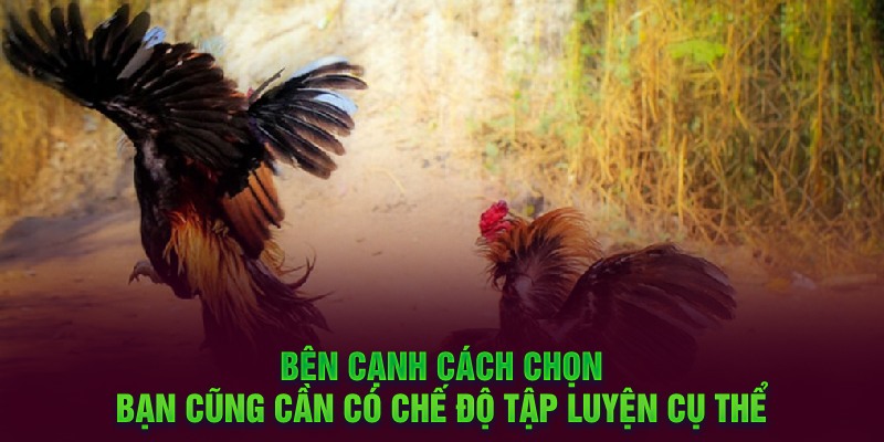 Bên cạnh cách chọn bạn cũng cần có chế độ tập luyện cụ thể