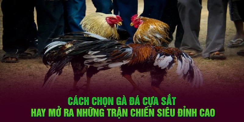 Cách chọn gà đá cựa sắt hay mở ra những trận chiến siêu đỉnh cao 