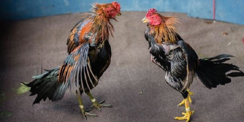 Một số phương pháp vần gà đơn giản