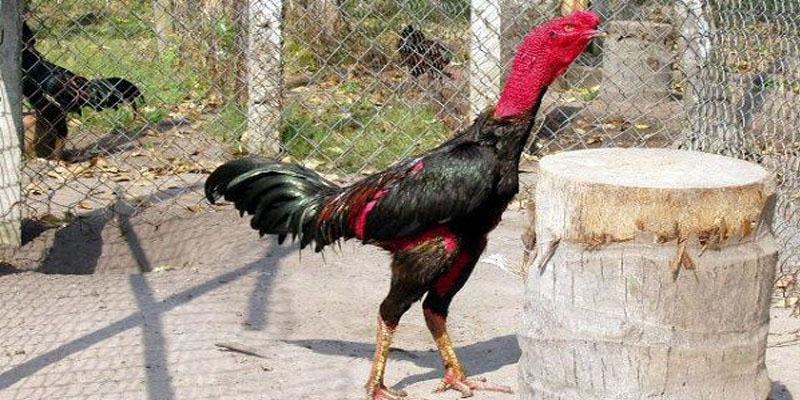 Quy trình vần gà chọi hiệu quả từ sư kê giàu kinh nghiệm