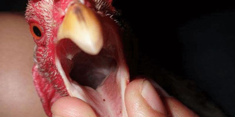 Gà đá bị đẹn do bị nhiễm nấm gây ra là phổ biến