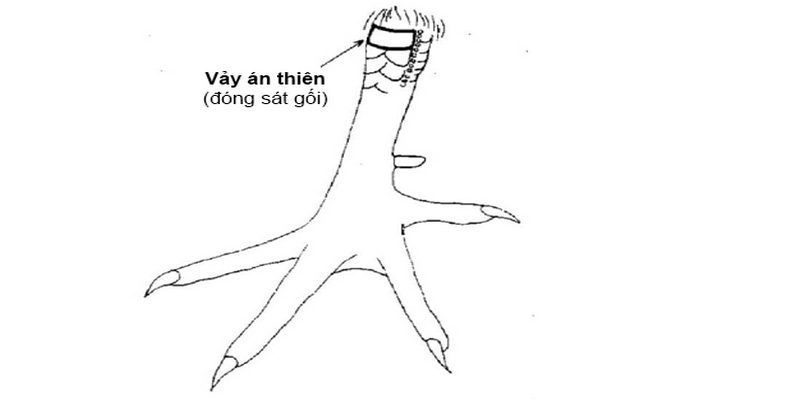 Vảy án thiên - tiêu chuẩn của chiến kê bản lĩnh