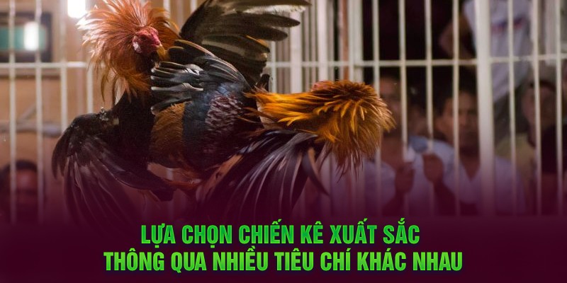 Lựa chọn chiến kê xuất sắc thông qua nhiều tiêu chí khác nhau
