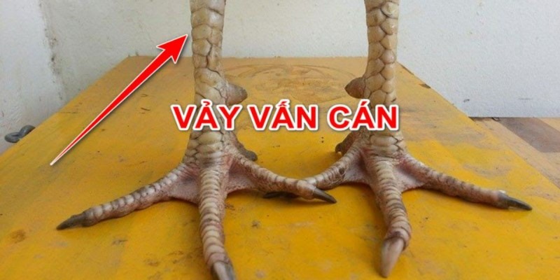 Giới thiệu một số vảy gà độc lạ, hiếm gặp, đắt giá