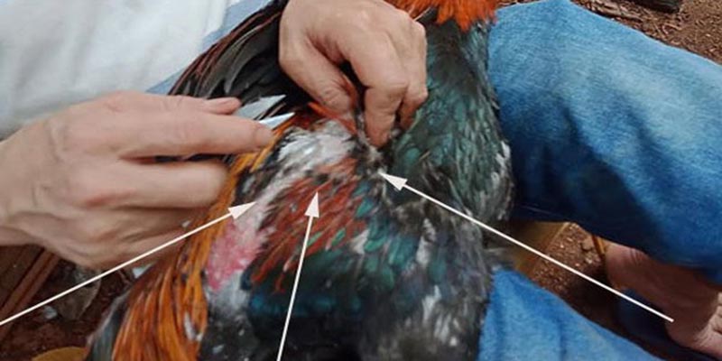 Nhổ lông cánh gà chọi được được nhiều sư kê áp dụng