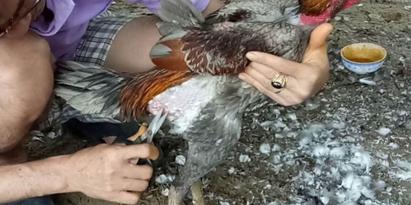 Nhổ lông cánh gà chọi nên thực hiện đúng thời điểm