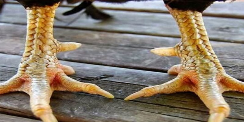Vì sao linh kê được săn đón nhiệt liệt như thế?